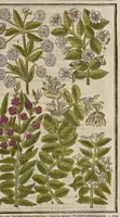 Picture 16 of 33 from Paradisi in sole paradisus terrestris, or, A garden of all sorts of pleasant flowers : which our English ayre will permitt to be noursed vp : with a kitchen garden of all manner of herbes, rootes & fruites for meate or sause vsed with vs : and, an orchard of all sorte of fruitbearing trees and shrubbes fit for our land : together with the right orderinge, planting & preseruing of them and their vses & vertues (1629), leaf 418