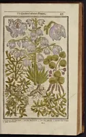 Picture 17 of 33 from Paradisi in sole paradisus terrestris, or, A garden of all sorts of pleasant flowers : which our English ayre will permitt to be noursed vp : with a kitchen garden of all manner of herbes, rootes & fruites for meate or sause vsed with vs : and, an orchard of all sorte of fruitbearing trees and shrubbes fit for our land : together with the right orderinge, planting & preseruing of them and their vses & vertues (1629), leaf 450
