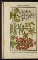 Picture 4 of 33 from Paradisi in sole paradisus terrestris, or, A garden of all sorts of pleasant flowers : which our English ayre will permitt to be noursed vp : with a kitchen garden of all manner of herbes, rootes & fruites for meate or sause vsed with vs : and, an orchard of all sorte of fruitbearing trees and shrubbes fit for our land : together with the right orderinge, planting & preseruing of them and their vses & vertues (1629), leaf 47