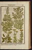 An illustration from Paradisi in sole paradisus terrestris, or, A garden of all sorts of pleasant flowers : which our English ayre will permitt to be noursed vp : with a kitchen garden of all manner of herbes, rootes & fruites for meate or sause vsed with vs : and, an orchard of all sorte of fruitbearing trees and shrubbes fit for our land : together with the right orderinge, planting & preseruing of them and their vses & vertues (1629)