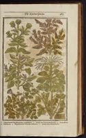 Picture 22 of 33 from Paradisi in sole paradisus terrestris, or, A garden of all sorts of pleasant flowers : which our English ayre will permitt to be noursed vp : with a kitchen garden of all manner of herbes, rootes & fruites for meate or sause vsed with vs : and, an orchard of all sorte of fruitbearing trees and shrubbes fit for our land : together with the right orderinge, planting & preseruing of them and their vses & vertues (1629), leaf 502