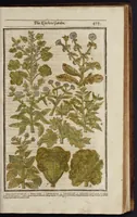 Picture 23 of 33 from Paradisi in sole paradisus terrestris, or, A garden of all sorts of pleasant flowers : which our English ayre will permitt to be noursed vp : with a kitchen garden of all manner of herbes, rootes & fruites for meate or sause vsed with vs : and, an orchard of all sorte of fruitbearing trees and shrubbes fit for our land : together with the right orderinge, planting & preseruing of them and their vses & vertues (1629), leaf 512