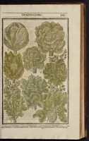 Picture 24 of 33 from Paradisi in sole paradisus terrestris, or, A garden of all sorts of pleasant flowers : which our English ayre will permitt to be noursed vp : with a kitchen garden of all manner of herbes, rootes & fruites for meate or sause vsed with vs : and, an orchard of all sorte of fruitbearing trees and shrubbes fit for our land : together with the right orderinge, planting & preseruing of them and their vses & vertues (1629), leaf 520