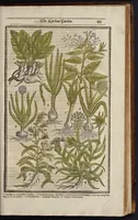 Picture 25 of 33 from Paradisi in sole paradisus terrestris, or, A garden of all sorts of pleasant flowers : which our English ayre will permitt to be noursed vp : with a kitchen garden of all manner of herbes, rootes & fruites for meate or sause vsed with vs : and, an orchard of all sorte of fruitbearing trees and shrubbes fit for our land : together with the right orderinge, planting & preseruing of them and their vses & vertues (1629), leaf 526