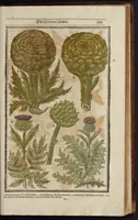 Picture 26 of 33 from Paradisi in sole paradisus terrestris, or, A garden of all sorts of pleasant flowers : which our English ayre will permitt to be noursed vp : with a kitchen garden of all manner of herbes, rootes & fruites for meate or sause vsed with vs : and, an orchard of all sorte of fruitbearing trees and shrubbes fit for our land : together with the right orderinge, planting & preseruing of them and their vses & vertues (1629), leaf 534