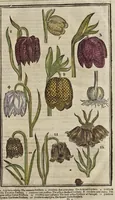 Picture 5 of 33 from Paradisi in sole paradisus terrestris, or, A garden of all sorts of pleasant flowers : which our English ayre will permitt to be noursed vp : with a kitchen garden of all manner of herbes, rootes & fruites for meate or sause vsed with vs : and, an orchard of all sorte of fruitbearing trees and shrubbes fit for our land : together with the right orderinge, planting & preseruing of them and their vses & vertues (1629), leaf 56