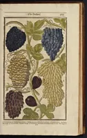 Picture 30 of 33 from Paradisi in sole paradisus terrestris, or, A garden of all sorts of pleasant flowers : which our English ayre will permitt to be noursed vp : with a kitchen garden of all manner of herbes, rootes & fruites for meate or sause vsed with vs : and, an orchard of all sorte of fruitbearing trees and shrubbes fit for our land : together with the right orderinge, planting & preseruing of them and their vses & vertues (1629), leaf 580