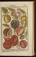 Picture 31 of 33 from Paradisi in sole paradisus terrestris, or, A garden of all sorts of pleasant flowers : which our English ayre will permitt to be noursed vp : with a kitchen garden of all manner of herbes, rootes & fruites for meate or sause vsed with vs : and, an orchard of all sorte of fruitbearing trees and shrubbes fit for our land : together with the right orderinge, planting & preseruing of them and their vses & vertues (1629), leaf 596