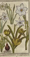 Picture 6 of 33 from Paradisi in sole paradisus terrestris, or, A garden of all sorts of pleasant flowers : which our English ayre will permitt to be noursed vp : with a kitchen garden of all manner of herbes, rootes & fruites for meate or sause vsed with vs : and, an orchard of all sorte of fruitbearing trees and shrubbes fit for our land : together with the right orderinge, planting & preseruing of them and their vses & vertues (1629), leaf 90