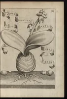 An illustration from Io. Bapt. Ferrarii Senensis e Societate Iesu De florum cultura libri IV (1633)