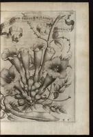 An illustration from Io. Bapt. Ferrarii Senensis e Societate Iesu De florum cultura libri IV (1633)