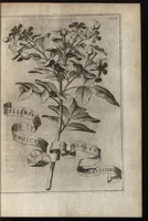 An illustration from Io. Bapt. Ferrarii Senensis e Societate Iesu De florum cultura libri IV (1633)