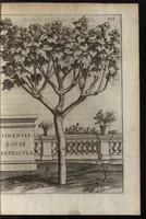 An illustration from Io. Bapt. Ferrarii Senensis e Societate Iesu De florum cultura libri IV (1633)