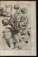 An illustration from Io. Bapt. Ferrarii Senensis e Societate Iesu De florum cultura libri IV (1633)