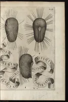 An illustration from Io. Bapt. Ferrarii Senensis e Societate Iesu De florum cultura libri IV (1633)