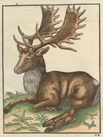Picture 11 of 13 from Historiæ animalivm ... (1551), leaf 1141