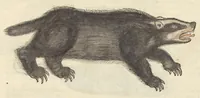 Picture 12 of 13 from Historiæ animalivm ... (1551), leaf 1144