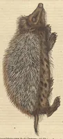 Picture 3 of 13 from Historiæ animalivm ... (1551), leaf 441