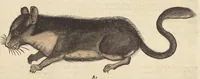 Picture 5 of 13 from Historiæ animalivm ... (1551), leaf 874
