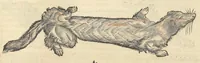 Picture 7 of 13 from Historiæ animalivm ... (1551), leaf 892