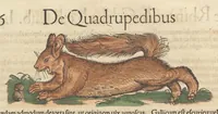 Picture 9 of 13 from Historiæ animalivm ... (1551), leaf 997