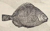 An illustration from Libri de piscibus marinis : in quibus veræ piscium effigies expressæ sunt : quæ in tota piscium historia contineantur, indicat elenchus pagina nona et decima : postremo indices necessarij (1554)