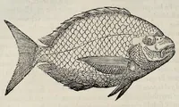 An illustration from Libri de piscibus marinis : in quibus veræ piscium effigies expressæ sunt : quæ in tota piscium historia contineantur, indicat elenchus pagina nona et decima : postremo indices necessarij (1554)