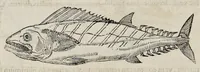An illustration from Libri de piscibus marinis : in quibus veræ piscium effigies expressæ sunt : quæ in tota piscium historia contineantur, indicat elenchus pagina nona et decima : postremo indices necessarij (1554)