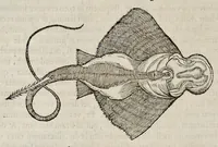 Picture 19 of 43 from Libri de piscibus marinis : in quibus veræ piscium effigies expressæ sunt : quæ in tota piscium historia contineantur, indicat elenchus pagina nona et decima : postremo indices necessarij (1554), leaf 355