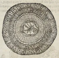 Picture 25 of 43 from Libri de piscibus marinis : in quibus veræ piscium effigies expressæ sunt : quæ in tota piscium historia contineantur, indicat elenchus pagina nona et decima : postremo indices necessarij (1554), leaf 547
