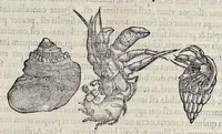 Picture 26 of 43 from Libri de piscibus marinis : in quibus veræ piscium effigies expressæ sunt : quæ in tota piscium historia contineantur, indicat elenchus pagina nona et decima : postremo indices necessarij (1554), leaf 570