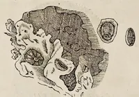An illustration from Libri de piscibus marinis : in quibus veræ piscium effigies expressæ sunt : quæ in tota piscium historia contineantur, indicat elenchus pagina nona et decima : postremo indices necessarij (1554)