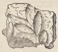 An illustration from Libri de piscibus marinis : in quibus veræ piscium effigies expressæ sunt : quæ in tota piscium historia contineantur, indicat elenchus pagina nona et decima : postremo indices necessarij (1554)