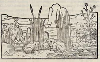 Picture 42 of 43 from Libri de piscibus marinis : in quibus veræ piscium effigies expressæ sunt : quæ in tota piscium historia contineantur, indicat elenchus pagina nona et decima : postremo indices necessarij (1554), leaf 862