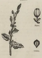 An illustration from Traité de la teinture des tissus et de l'impression du calicot : comprenant les derniers perfectionnements apportés dans la préparation et l'emploi des couleurs d'aniline : ouvrage illustré de gravures sur bois et de nombreux échantillons d'étoffes teintes et imprimées (1875)