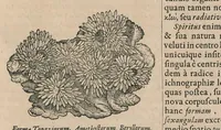 Picture 18 of 29 from Athanasii Kircheri e Soc. Jesu Mundus subterraneus : in XII libros digestus; quo divinum subterrestris mundi opificium, mira ergasteriorum naturae in eo distributio, verbo Pantamorphon [Greek work romanized] Protei regnum, universae denique naturae majestas & divitiae summa rerum varietate exponuntur, abditorum effectuum causae acri indagine inquisitae demonstrantur, cognitae per artis & naturae conjugium ad humanae vitae necessarium usum vario experimentorum apparatu, necnon novo modo & ratione applicantur (1678), leaf 484