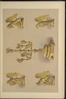 An illustration from Metal-work and its artistic design : dedicated, by express permission, to the Right Hon. Henry Labouchere (1852)