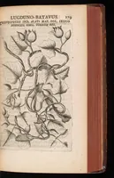 Picture 9 of 38 from Horti academici Lugduno-Batavi catalogus : exhibens plantarum omnium nomina, quibus ab anno MDCLXXXI ad annum MDCLXXXVI hortus fuit instructus ut & plurimarum in eodem cultarum & à nemine hucusque editarum descriptiones & icones (1687), leaf 204