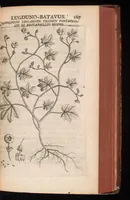 Picture 10 of 38 from Horti academici Lugduno-Batavi catalogus : exhibens plantarum omnium nomina, quibus ab anno MDCLXXXI ad annum MDCLXXXVI hortus fuit instructus ut & plurimarum in eodem cultarum & à nemine hucusque editarum descriptiones & icones (1687), leaf 212