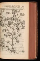 An illustration from Horti academici Lugduno-Batavi catalogus : exhibens plantarum omnium nomina, quibus ab anno MDCLXXXI ad annum MDCLXXXVI hortus fuit instructus ut & plurimarum in eodem cultarum & à nemine hucusque editarum descriptiones & icones (1687)