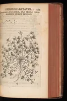 Picture 13 of 38 from Horti academici Lugduno-Batavi catalogus : exhibens plantarum omnium nomina, quibus ab anno MDCLXXXI ad annum MDCLXXXVI hortus fuit instructus ut & plurimarum in eodem cultarum & à nemine hucusque editarum descriptiones & icones (1687), leaf 314