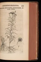 Picture 14 of 38 from Horti academici Lugduno-Batavi catalogus : exhibens plantarum omnium nomina, quibus ab anno MDCLXXXI ad annum MDCLXXXVI hortus fuit instructus ut & plurimarum in eodem cultarum & à nemine hucusque editarum descriptiones & icones (1687), leaf 342