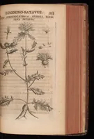 Picture 15 of 38 from Horti academici Lugduno-Batavi catalogus : exhibens plantarum omnium nomina, quibus ab anno MDCLXXXI ad annum MDCLXXXVI hortus fuit instructus ut & plurimarum in eodem cultarum & à nemine hucusque editarum descriptiones & icones (1687), leaf 358