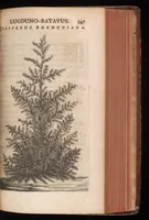 Picture 16 of 38 from Horti academici Lugduno-Batavi catalogus : exhibens plantarum omnium nomina, quibus ab anno MDCLXXXI ad annum MDCLXXXVI hortus fuit instructus ut & plurimarum in eodem cultarum & à nemine hucusque editarum descriptiones & icones (1687), leaf 372