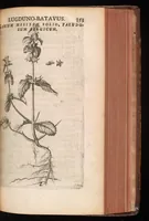 Picture 17 of 38 from Horti academici Lugduno-Batavi catalogus : exhibens plantarum omnium nomina, quibus ab anno MDCLXXXI ad annum MDCLXXXVI hortus fuit instructus ut & plurimarum in eodem cultarum & à nemine hucusque editarum descriptiones & icones (1687), leaf 378