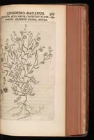 Picture 18 of 38 from Horti academici Lugduno-Batavi catalogus : exhibens plantarum omnium nomina, quibus ab anno MDCLXXXI ad annum MDCLXXXVI hortus fuit instructus ut & plurimarum in eodem cultarum & à nemine hucusque editarum descriptiones & icones (1687), leaf 392