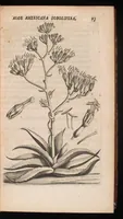 Picture 5 of 38 from Horti academici Lugduno-Batavi catalogus : exhibens plantarum omnium nomina, quibus ab anno MDCLXXXI ad annum MDCLXXXVI hortus fuit instructus ut & plurimarum in eodem cultarum & à nemine hucusque editarum descriptiones & icones (1687), leaf 44