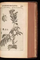 Picture 20 of 38 from Horti academici Lugduno-Batavi catalogus : exhibens plantarum omnium nomina, quibus ab anno MDCLXXXI ad annum MDCLXXXVI hortus fuit instructus ut & plurimarum in eodem cultarum & à nemine hucusque editarum descriptiones & icones (1687), leaf 440