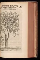 Picture 21 of 38 from Horti academici Lugduno-Batavi catalogus : exhibens plantarum omnium nomina, quibus ab anno MDCLXXXI ad annum MDCLXXXVI hortus fuit instructus ut & plurimarum in eodem cultarum & à nemine hucusque editarum descriptiones & icones (1687), leaf 460
