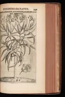 Picture 22 of 38 from Horti academici Lugduno-Batavi catalogus : exhibens plantarum omnium nomina, quibus ab anno MDCLXXXI ad annum MDCLXXXVI hortus fuit instructus ut & plurimarum in eodem cultarum & à nemine hucusque editarum descriptiones & icones (1687), leaf 474